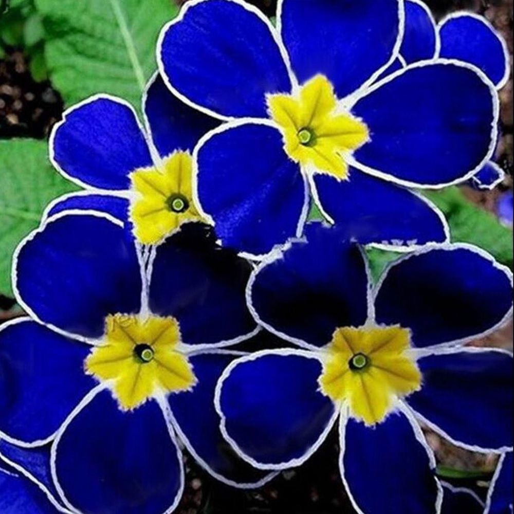 100-rare-blue-evening-primrose-seeds-sundrops-garden-flower-s031-ebay